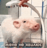 a pig is taking a shower in a bathroom with a russian caption