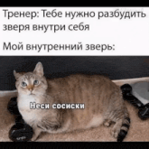 a cat is laying on the floor with a dumbbell in its mouth .