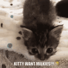 Kitty Want Milkies GIF - Kitty Want Milkies GIFs