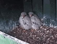 two baby birds are sitting on top of a pile of wood chips in a nest .