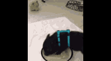 a small black dog is drinking from a bowl