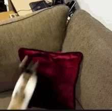 Jumping Cat GIF - Jumping Cat Gym GIFs