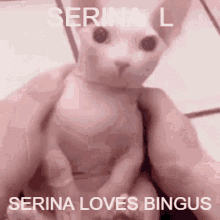 Serina Loves GIF - Serina Loves Bingus GIFs
