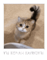 Cat переговоры Sticker