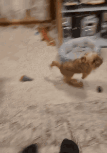 a dog is running in a room with a dog bed on the floor