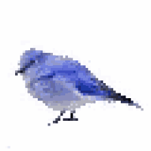 bird blue bird