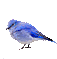 Bird Blue Bird Sticker - Bird Blue Bird Stickers