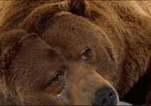 a close up of a brown bear with tears coming out of its eyes