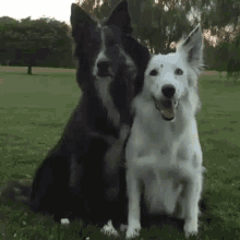 Dog Hugs GIF - Dog Hugs Funny GIFs