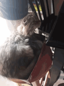 a cat is laying under a table and looking up at something