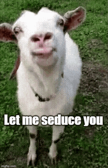 Goat Seduce GIF - Goat Seduce Lick Lips GIFs