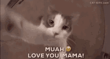 Love You Mom GIF - Love You Mom Cat GIFs