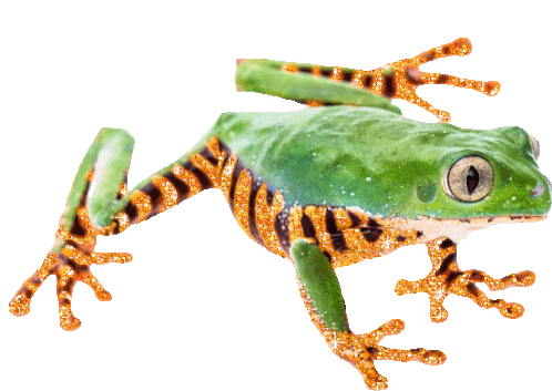 Tiger Frog Frog Sticker - Tiger Frog Frog Frogs Stickers