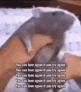 a rat is laying on a person 's leg with a caption that says you can love again
