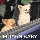 two small dogs are looking out of a car window with the words moagn baby written below them