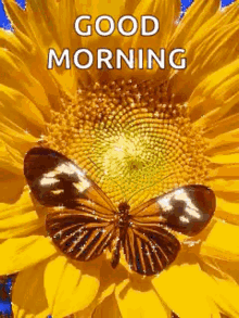 Morning Good Morning GIF - Morning Good Morning Butterflies GIFs