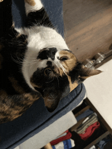 a calico cat laying on a blue couch looking up