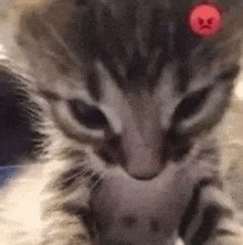 Angry Cat Meme GIF - Angry Cat Cat Meme GIFs