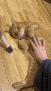 a cat is laying on its back on a wooden floor being petted by a person 's hand