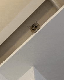 a cat is peeking over a white ledge