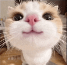 a close up of a cat with a pink nose .