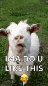 a picture of a goat with the words ima do u like this
