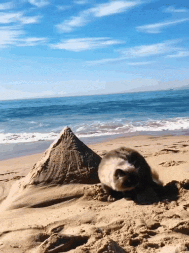 Cat Beach GIF - Cat Beach Funny - Discover & Share GIFs