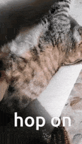 Koza Cat GIF - Koza Cat Cat Pet GIFs