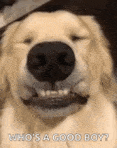 Doggy Golde GIF - Doggy Golde Retriever GIFs