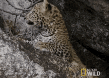 Cheetah Cub Exploring GIF