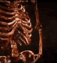 a close up of a skeleton with ribs and a skull