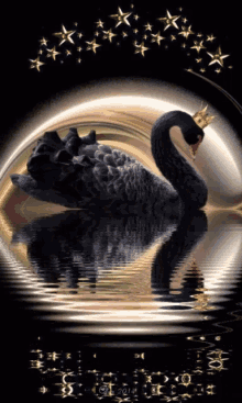 Swan Black Swan GIF - Swan Black Swan GIFs