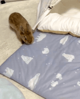 a rabbit is standing on a blanket with polar bears and clouds on it