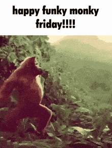 a picture of a monkey with the caption happy funky monky friday !!!