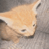 Cat Missile GIF - Cat Missile Explosion GIFs