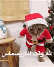 عيد الميلاد GIF - Christmas Cat Christmas Cat GIFs