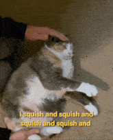 a cat is being petted with the words i squish and squish and squish and squish and