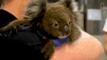 Hugging The Future Of Koalas GIF