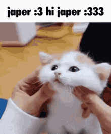 Japer Hi Japer GIF - Japer Hi Japer Cat GIFs