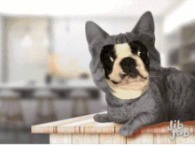 Boston Terrier Coffee GIF - Boston Terrier Coffee I Dont Want GIFs