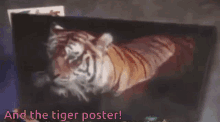 Zoobooks And The Tiger Poster GIF - Zoobooks And The Tiger Poster Tiger GIFs