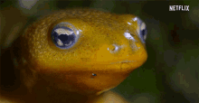frog yellow frog blue eyed frog our planet our planet forests