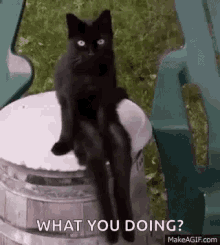 black cat swinging leg what you doing