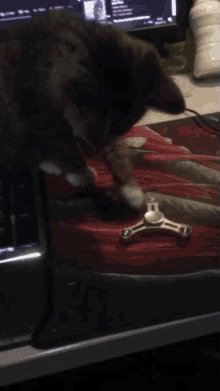 Dajm Korven Cat GIF - Dajm Korven Cat Fidgetspinner GIFs