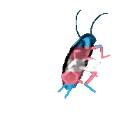 a cartoon cockroach with a transgender flag on it 's back .