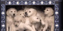 Puppies!!! GIF - Cute Labrador Puppies GIFs