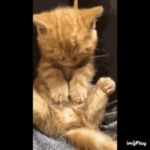 Sleepy Cat GIF