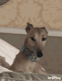 Greyhound Dog GIF - Greyhound Dog Funny GIFs