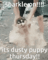 Dusty Puppy Sparkle On GIF - Dusty Puppy Sparkle On Dusty Puppy Thursday GIFs