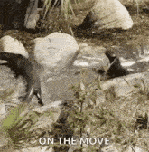 two otters are swimming in a pond with the words `` on the move '' written above them .